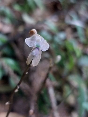 Didymoplexiella siamensis iNat (2)