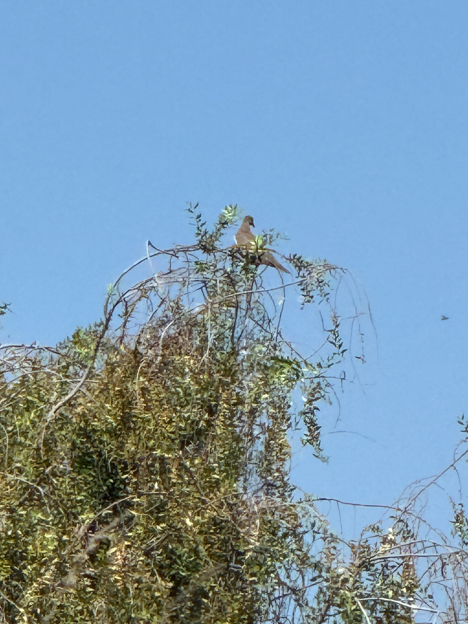 West Peruvian Dove (Zenaida meloda), photo 4