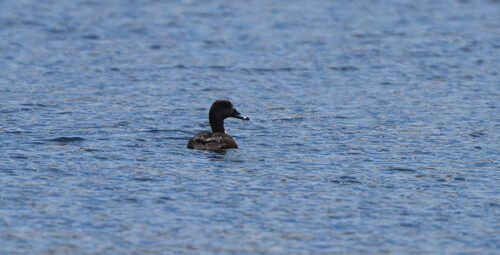 New Zealand Scaup (Aythya novaeseelandiae), photo 9