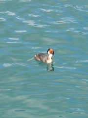 Podiceps cristatus
