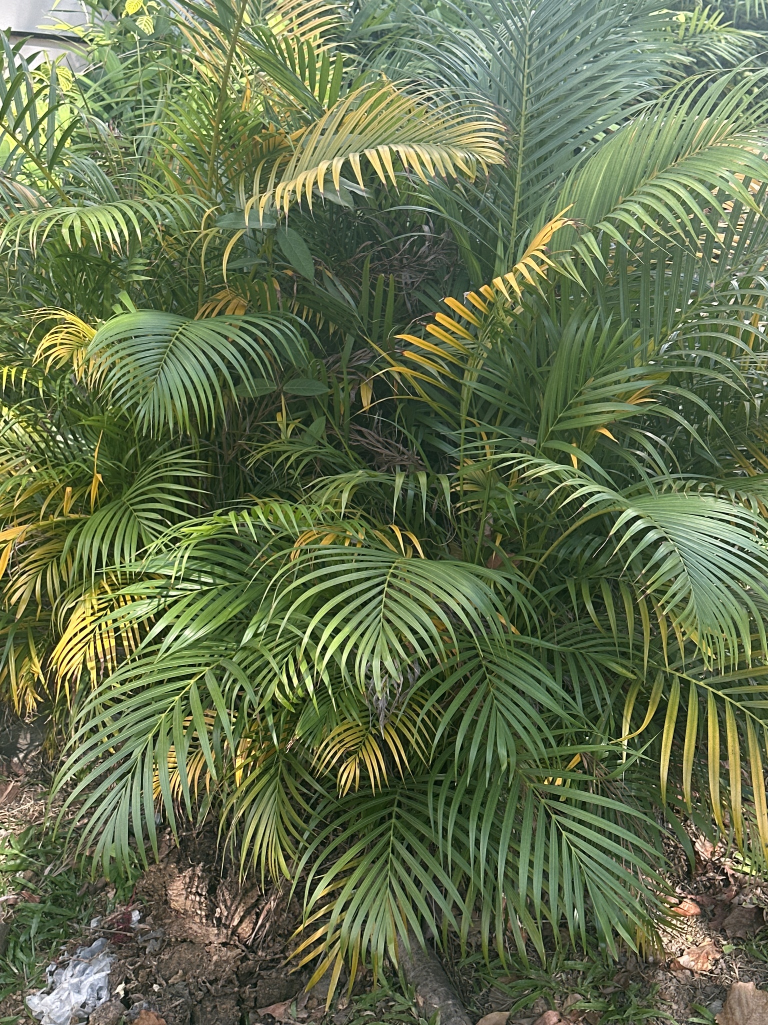 Imagem de palmeira-areca