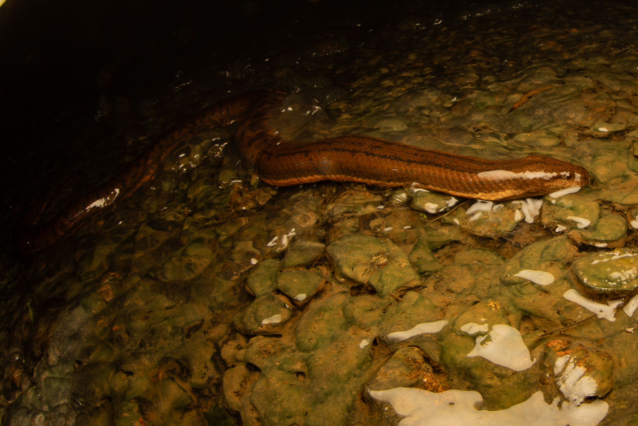 Macleay's Mud Snake photo 6