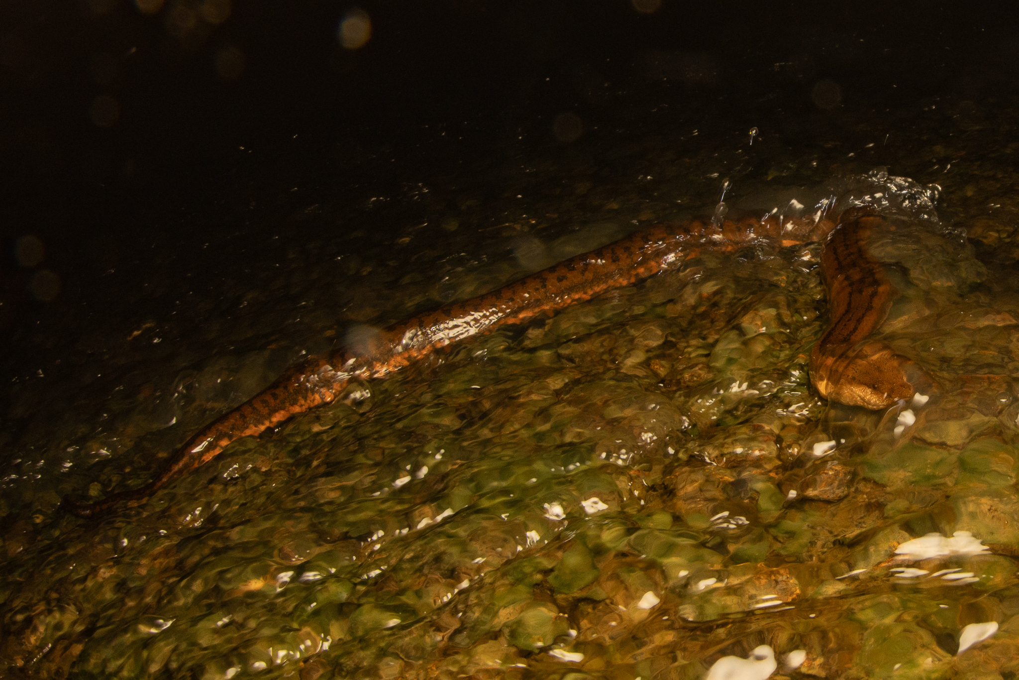 Macleay's Mud Snake photo 5