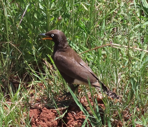 Pied Starling (Lamprotornis bicolor), photo 2