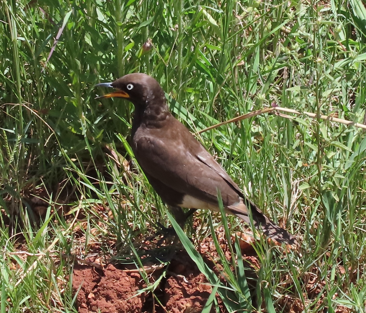 Pied Starling (Lamprotornis bicolor), photo 2