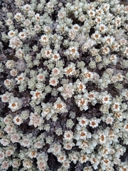 Ewartia nubigena