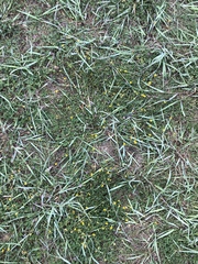 Eragrostis interrupta