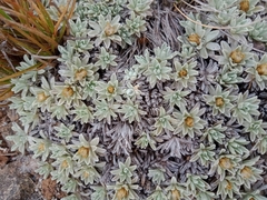 Argyrotegium nitidulum