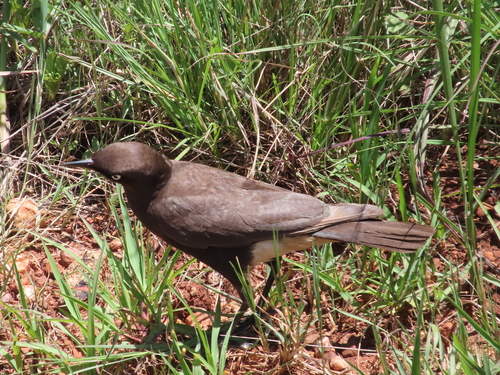 Pied Starling (Lamprotornis bicolor), photo 3