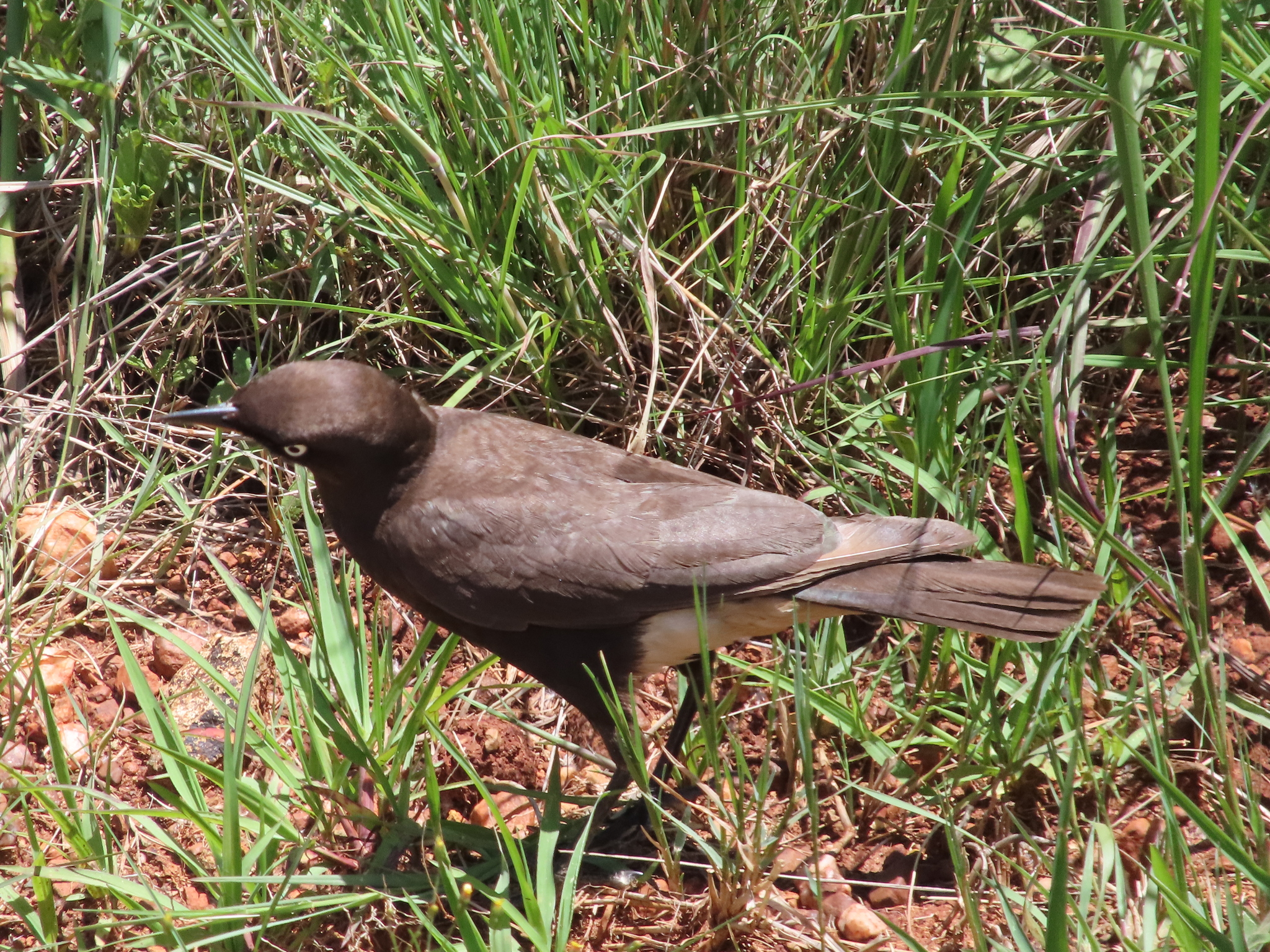 Pied Starling (Lamprotornis bicolor), photo 3