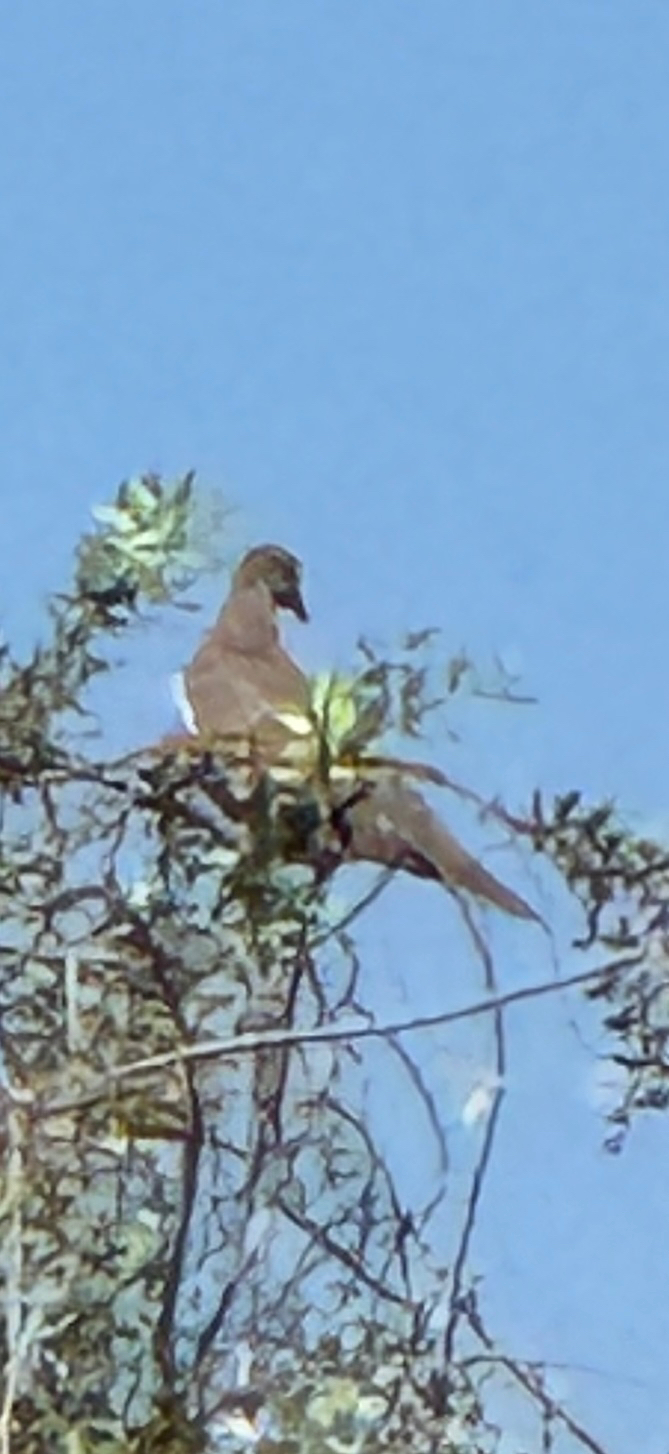 West Peruvian Dove (Zenaida meloda), photo 5