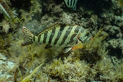 Goniistius rubrolabiatus