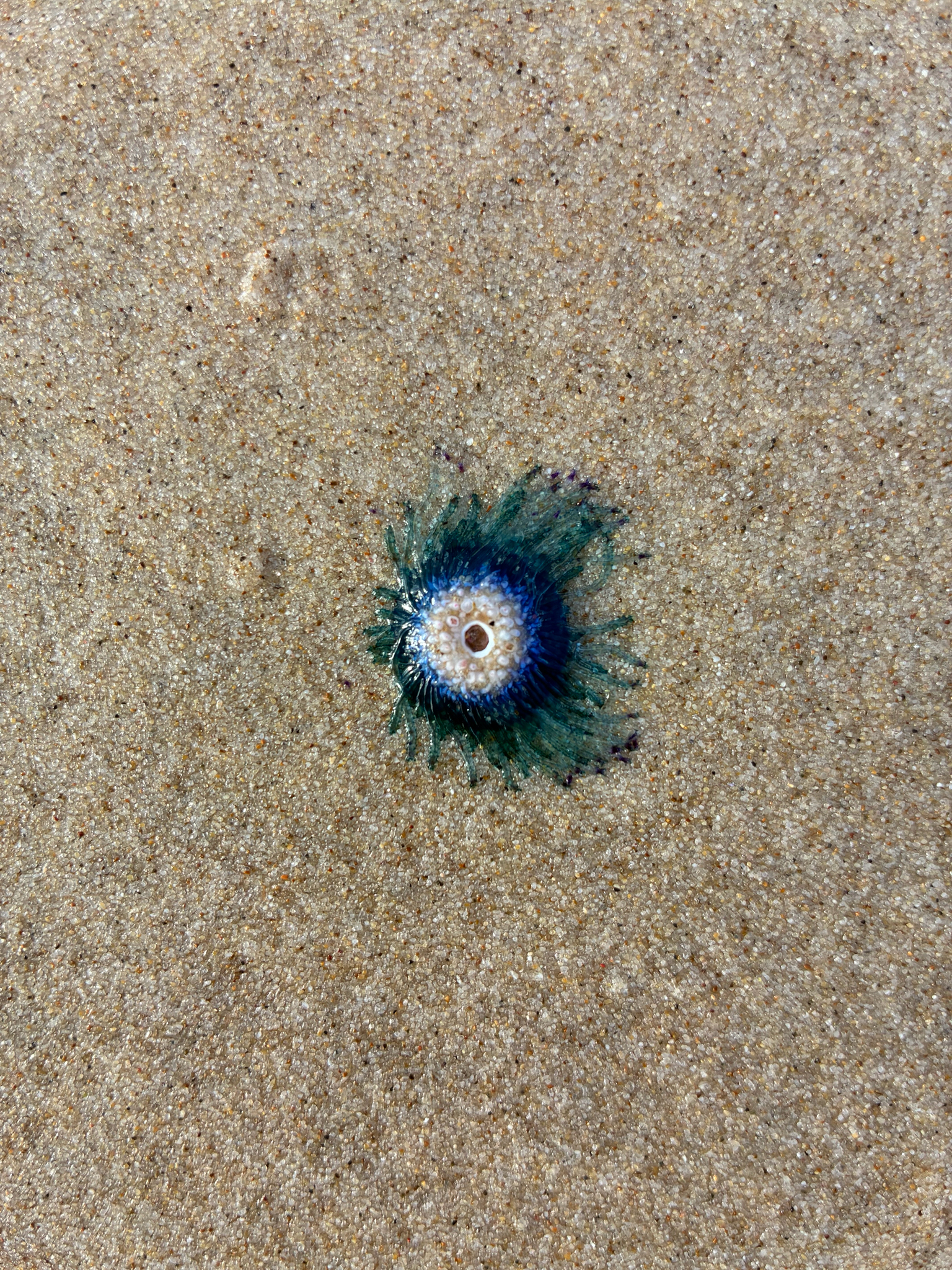 Porpita porpita (Linnaeus, 1758)