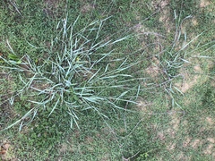 Eragrostis interrupta