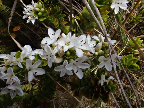 Veronica canterburiensis observed 2026-01-05