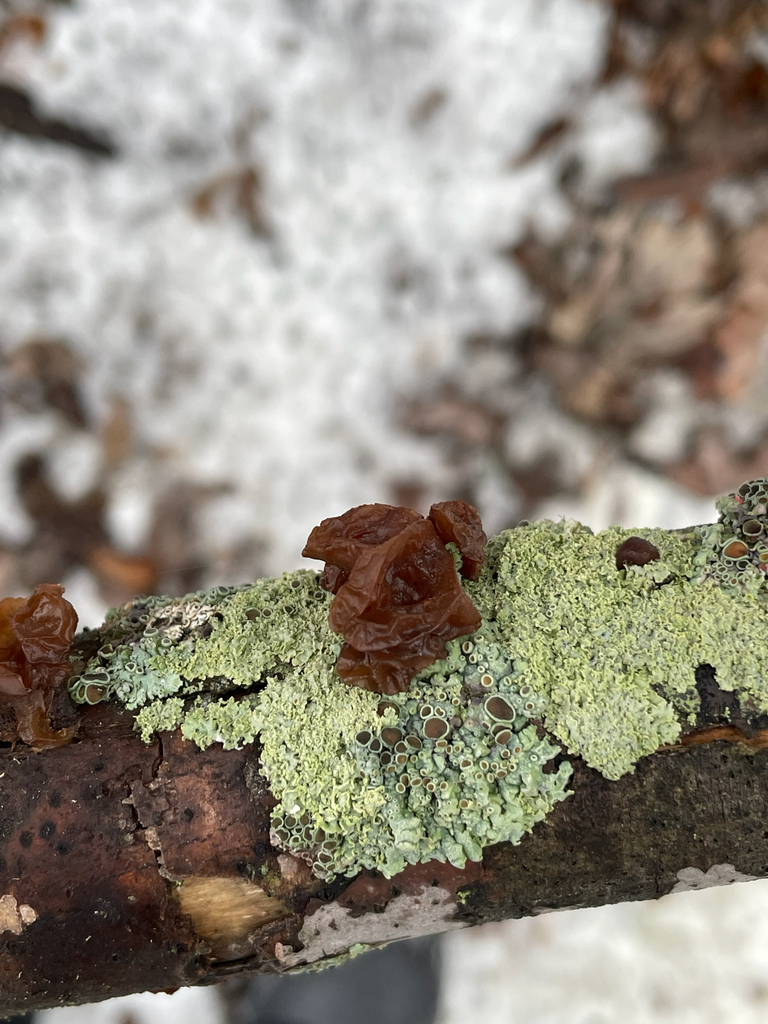 Exidia crenata · January 2026 · photo: © jackbattle6 (iNaturalist, cc-by)
