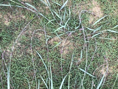 Eragrostis interrupta