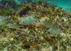 Pseudocaranx georgianus