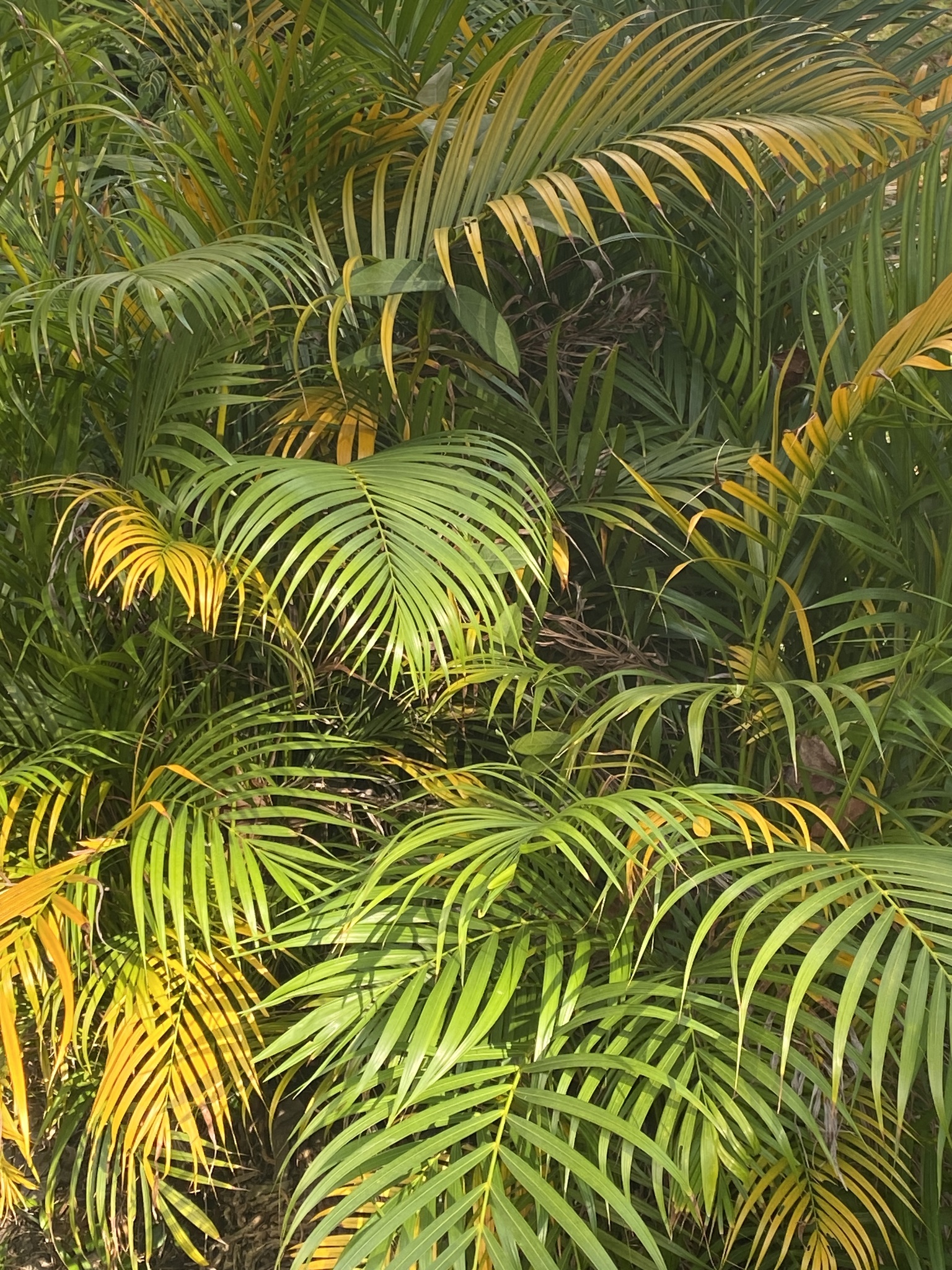 Imagem de palmeira-areca