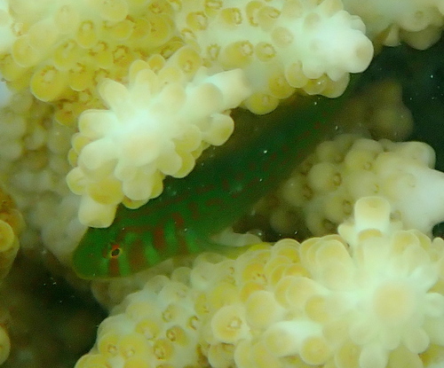 Blauwvlek-koraalgrondel (Gobiodon histrio) — Gobiidae — 4