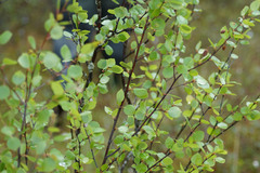 Betula humilis