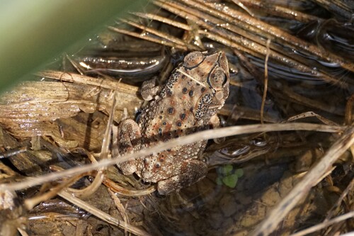 Duttaphrynus melanostictus