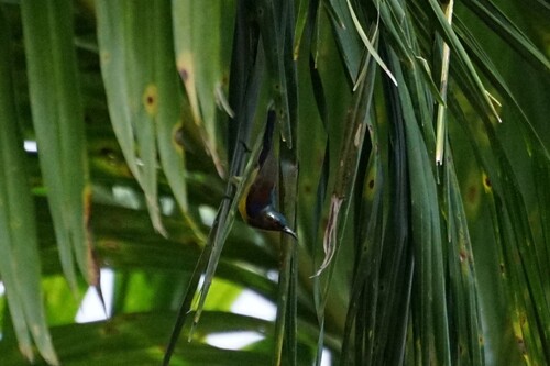 Anthreptes malacensis