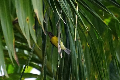 Anthreptes malacensis