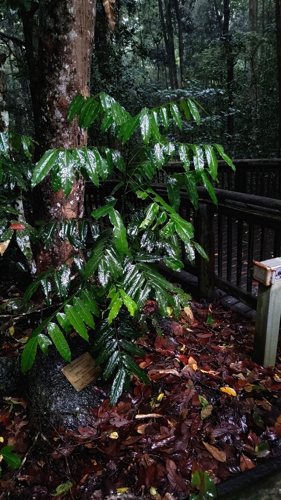 Cây đậu thần kỳ – Castanospermum australe