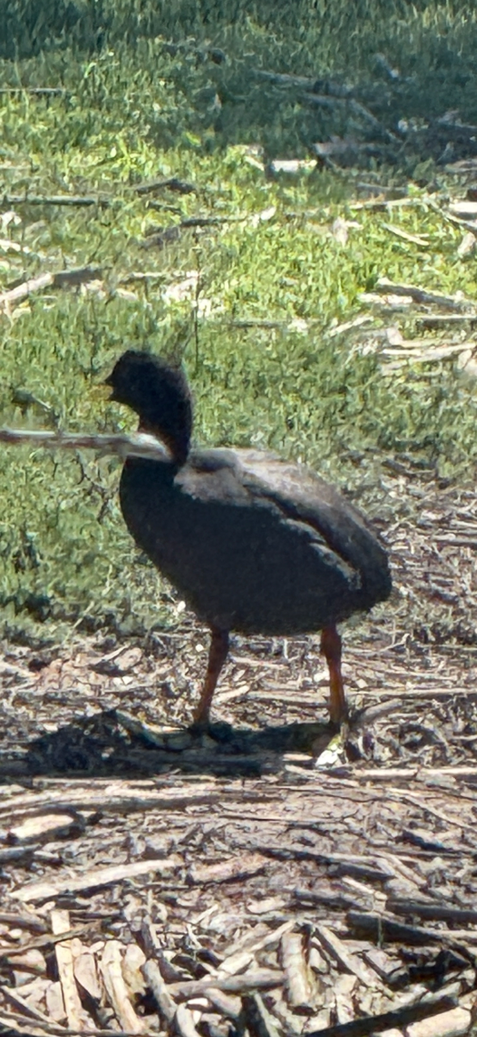 Red-gartered Coot (Fulica armillata), photo 2