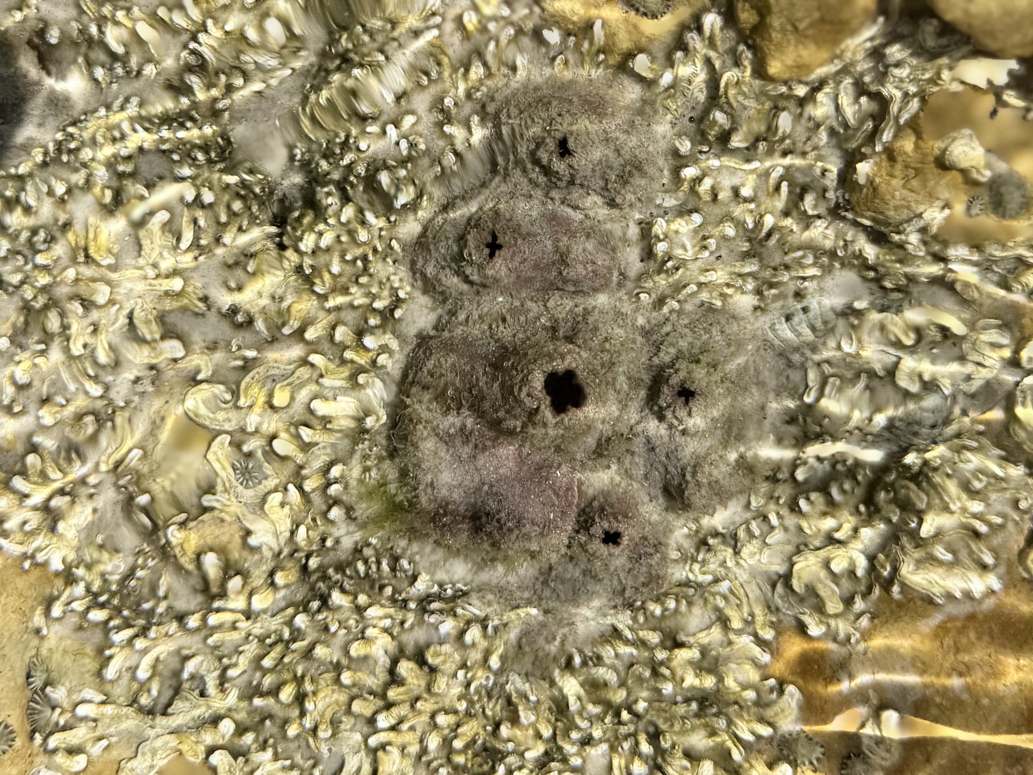 Pyura doppelgangera Rius & Teske, 2013