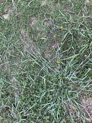 Eragrostis interrupta