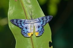 Dysphania transducta