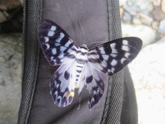 Dysphania transducta