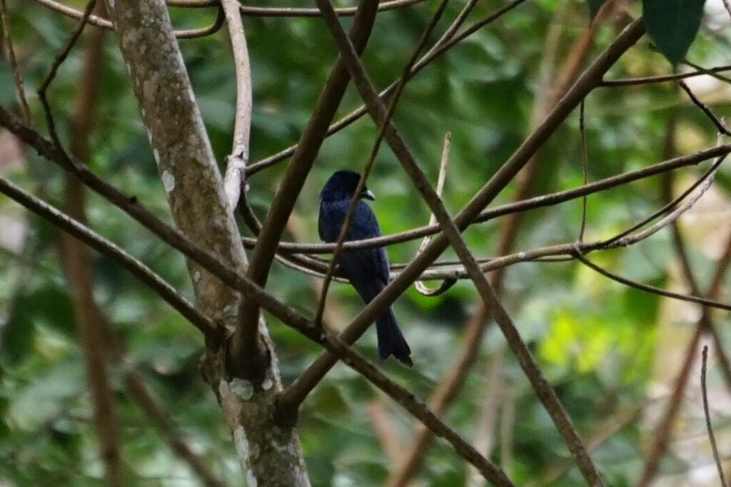 Bronzed Drongo (Dicrurus aeneus)