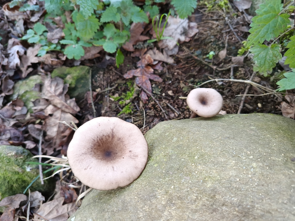 Pseudoclitocybe cyathiformis · January 2026 · photo: © carl_ramirez (iNaturalist, cc-by)