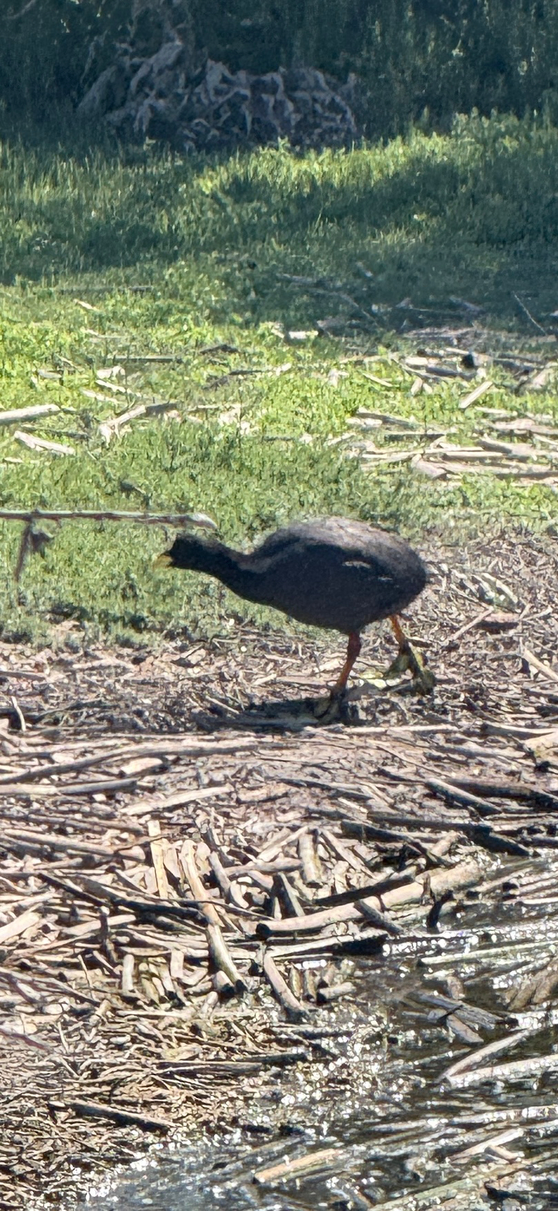 Red-gartered Coot (Fulica armillata), photo 3