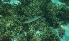 Arripis georgiana