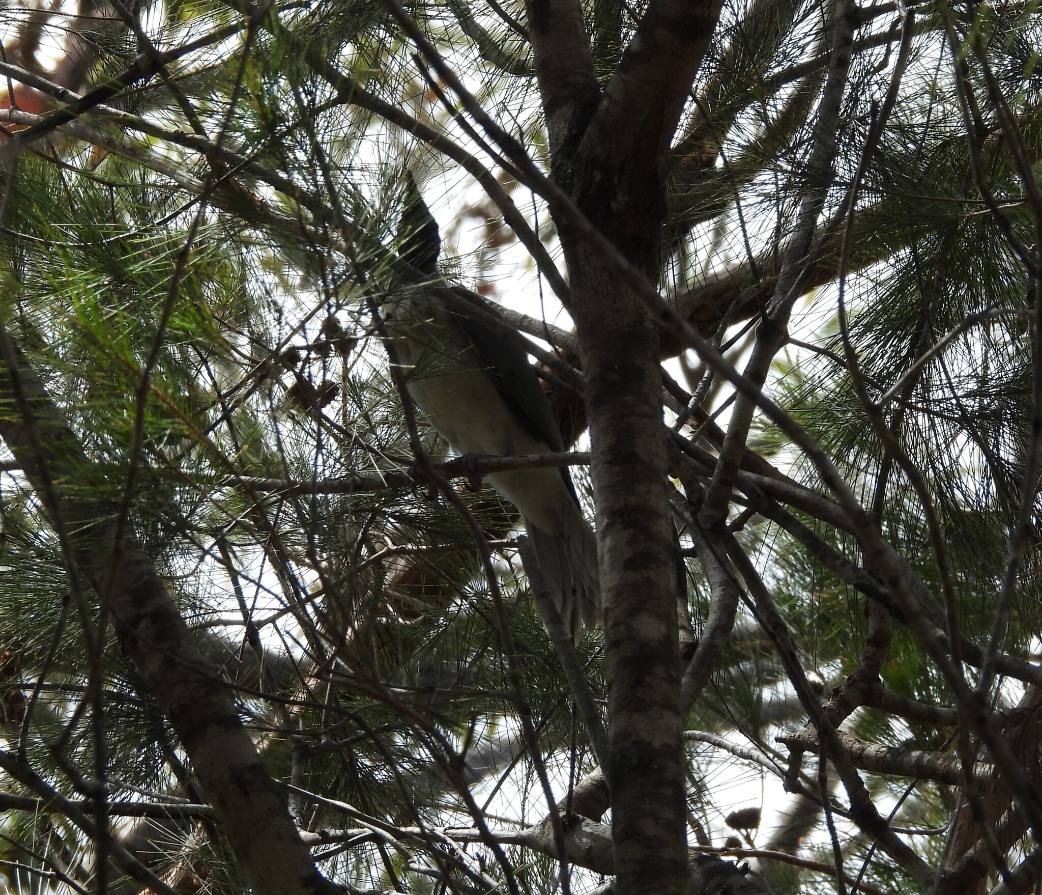 Noisy Friarbird (Philemon corniculatus), photo 6