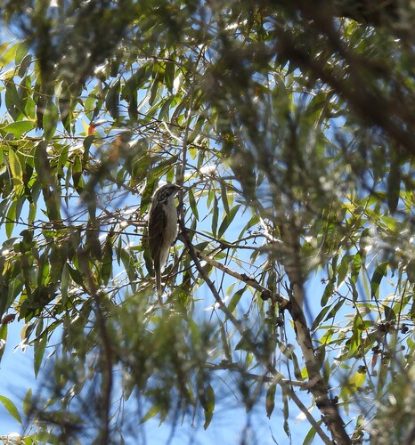 Striped Honeyeater (Plectorhyncha lanceolata), photo 1