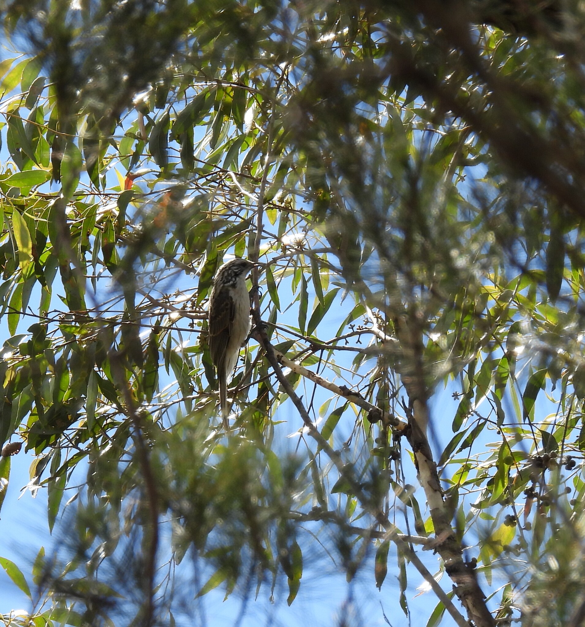 Striped Honeyeater (Plectorhyncha lanceolata), photo 1