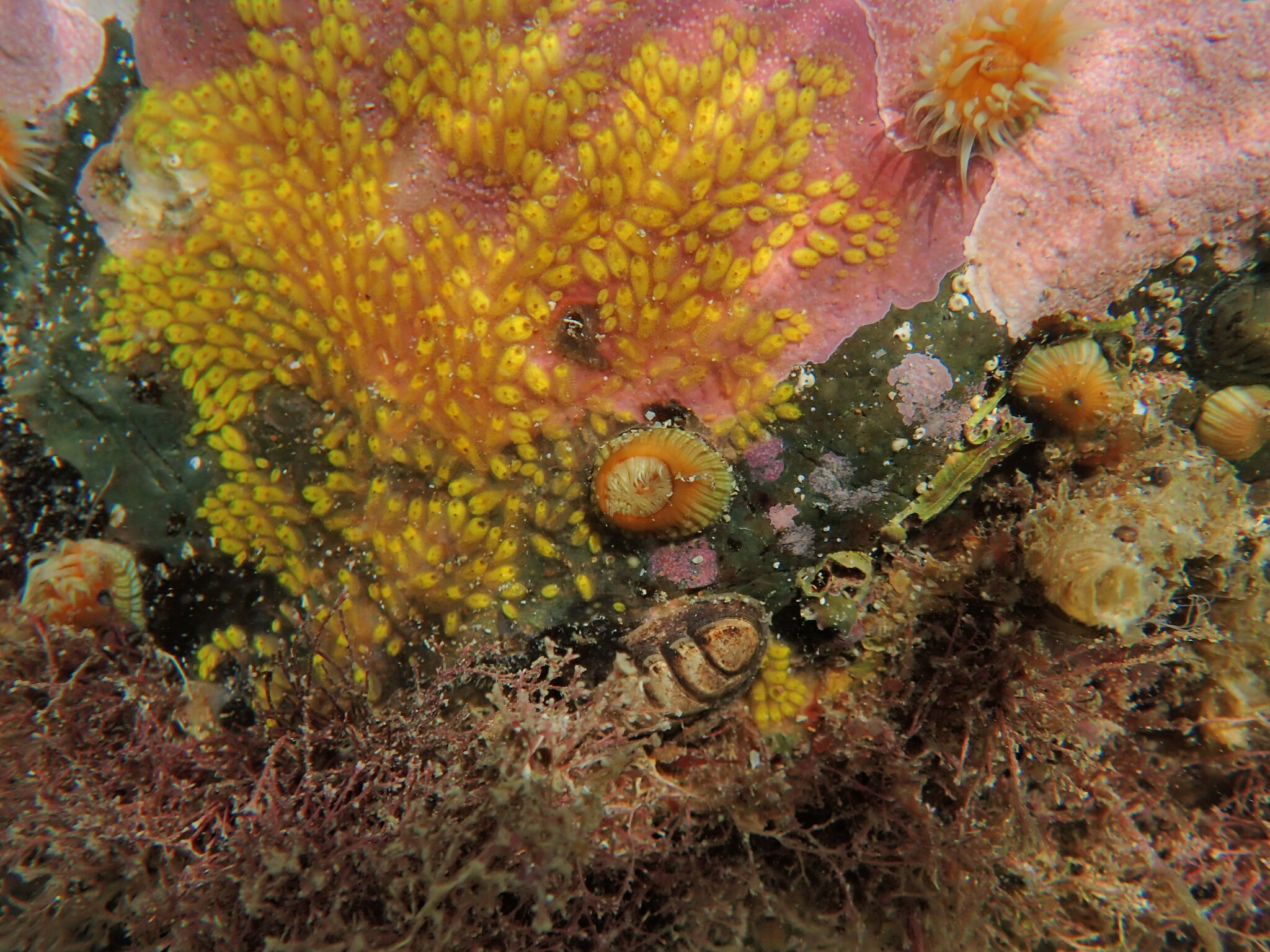 Symplegma brakenhielmi (Michaelsen, 1904)