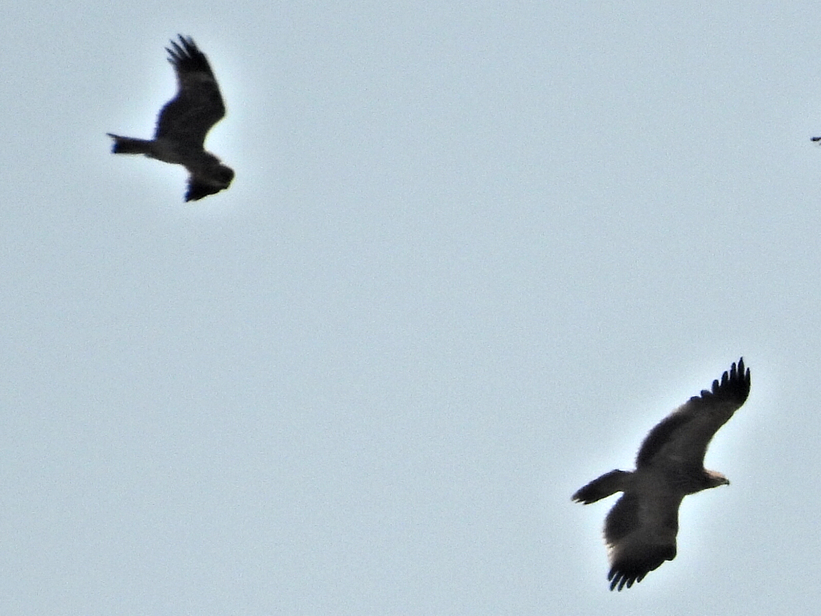 Eastern Imperial Eagle (Aquila heliaca), photo 4