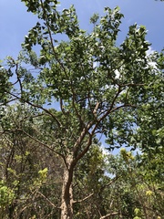 Erythrina vespertilio