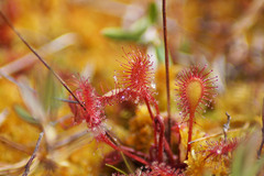 Drosera × obovata