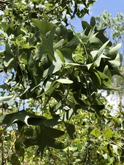 Erythrina vespertilio