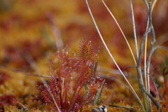 Drosera × obovata