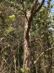 Erythrina vespertilio