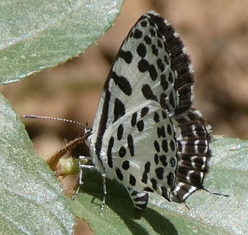Common Pierrot