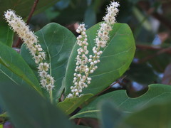 Terminalia muelleri